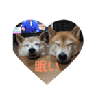 柴犬親子（個別スタンプ：16）