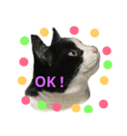 美猫くらぶ（個別スタンプ：1）
