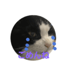 美猫くらぶ（個別スタンプ：2）