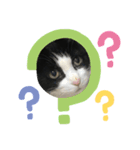 美猫くらぶ（個別スタンプ：3）