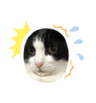 美猫くらぶ（個別スタンプ：4）