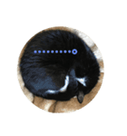 美猫くらぶ（個別スタンプ：5）