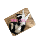 美猫くらぶ（個別スタンプ：6）