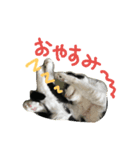 美猫くらぶ（個別スタンプ：8）