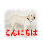 白ラブヴィクトルのかわいいスタンプその2（個別スタンプ：2）
