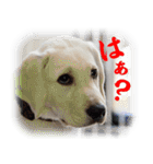 白ラブヴィクトルのかわいいスタンプその2（個別スタンプ：4）