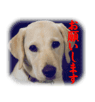 白ラブヴィクトルのかわいいスタンプその2（個別スタンプ：6）