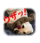 白ラブヴィクトルのかわいいスタンプその2（個別スタンプ：17）