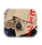 白ラブヴィクトルのかわいいスタンプその2（個別スタンプ：19）