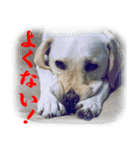 白ラブヴィクトルのかわいいスタンプその2（個別スタンプ：23）