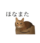 しゃも時々しゅり（個別スタンプ：17）
