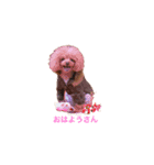 トイプードル叶愛（個別スタンプ：2）
