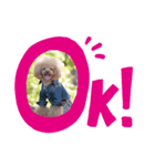 トイプードル叶愛（個別スタンプ：7）
