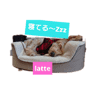 ウエプーのラテ君②（個別スタンプ：8）