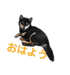 文字が大きめの、前向きな黒柴スタンプ（個別スタンプ：1）