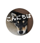 文字が大きめの、前向きな黒柴スタンプ（個別スタンプ：2）