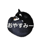文字が大きめの、前向きな黒柴スタンプ（個別スタンプ：4）