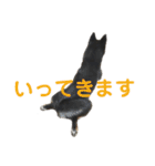 文字が大きめの、前向きな黒柴スタンプ（個別スタンプ：5）