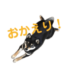 文字が大きめの、前向きな黒柴スタンプ（個別スタンプ：7）