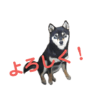 文字が大きめの、前向きな黒柴スタンプ（個別スタンプ：9）