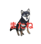 文字が大きめの、前向きな黒柴スタンプ（個別スタンプ：13）