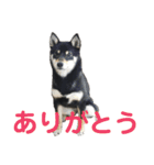 文字が大きめの、前向きな黒柴スタンプ（個別スタンプ：14）