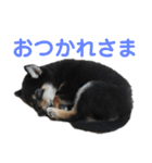 文字が大きめの、前向きな黒柴スタンプ（個別スタンプ：15）