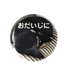 文字が大きめの、前向きな黒柴スタンプ（個別スタンプ：16）