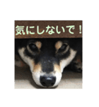 文字が大きめの、前向きな黒柴スタンプ（個別スタンプ：18）