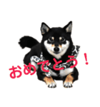 文字が大きめの、前向きな黒柴スタンプ（個別スタンプ：19）