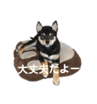 文字が大きめの、前向きな黒柴スタンプ（個別スタンプ：20）