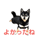 文字が大きめの、前向きな黒柴スタンプ（個別スタンプ：23）