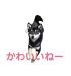 文字が大きめの、前向きな黒柴スタンプ（個別スタンプ：24）