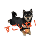 文字が大きめの、前向きな黒柴スタンプ（個別スタンプ：25）