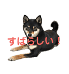 文字が大きめの、前向きな黒柴スタンプ（個別スタンプ：29）