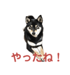文字が大きめの、前向きな黒柴スタンプ（個別スタンプ：32）
