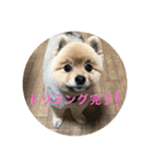 ポメチワニーズペキ2（個別スタンプ：3）