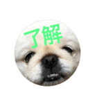 ポメチワニーズペキ2（個別スタンプ：4）