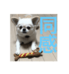 ポメチワニーズペキ2（個別スタンプ：5）