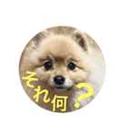 ポメチワニーズペキ2（個別スタンプ：6）