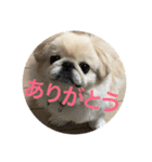 ポメチワニーズペキ2（個別スタンプ：7）