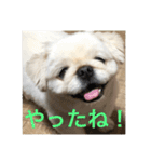 ポメチワニーズペキ2（個別スタンプ：8）