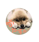 ポメチワニーズペキ2（個別スタンプ：9）