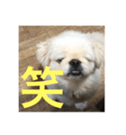 ポメチワニーズペキ2（個別スタンプ：10）