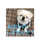 ポメチワニーズペキ2（個別スタンプ：13）