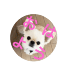 ポメチワニーズペキ2（個別スタンプ：14）