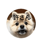 ポメチワニーズペキ2（個別スタンプ：15）