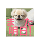 ポメチワニーズペキ2（個別スタンプ：16）