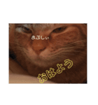 はくとん（個別スタンプ：3）