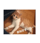 はくとん（個別スタンプ：5）